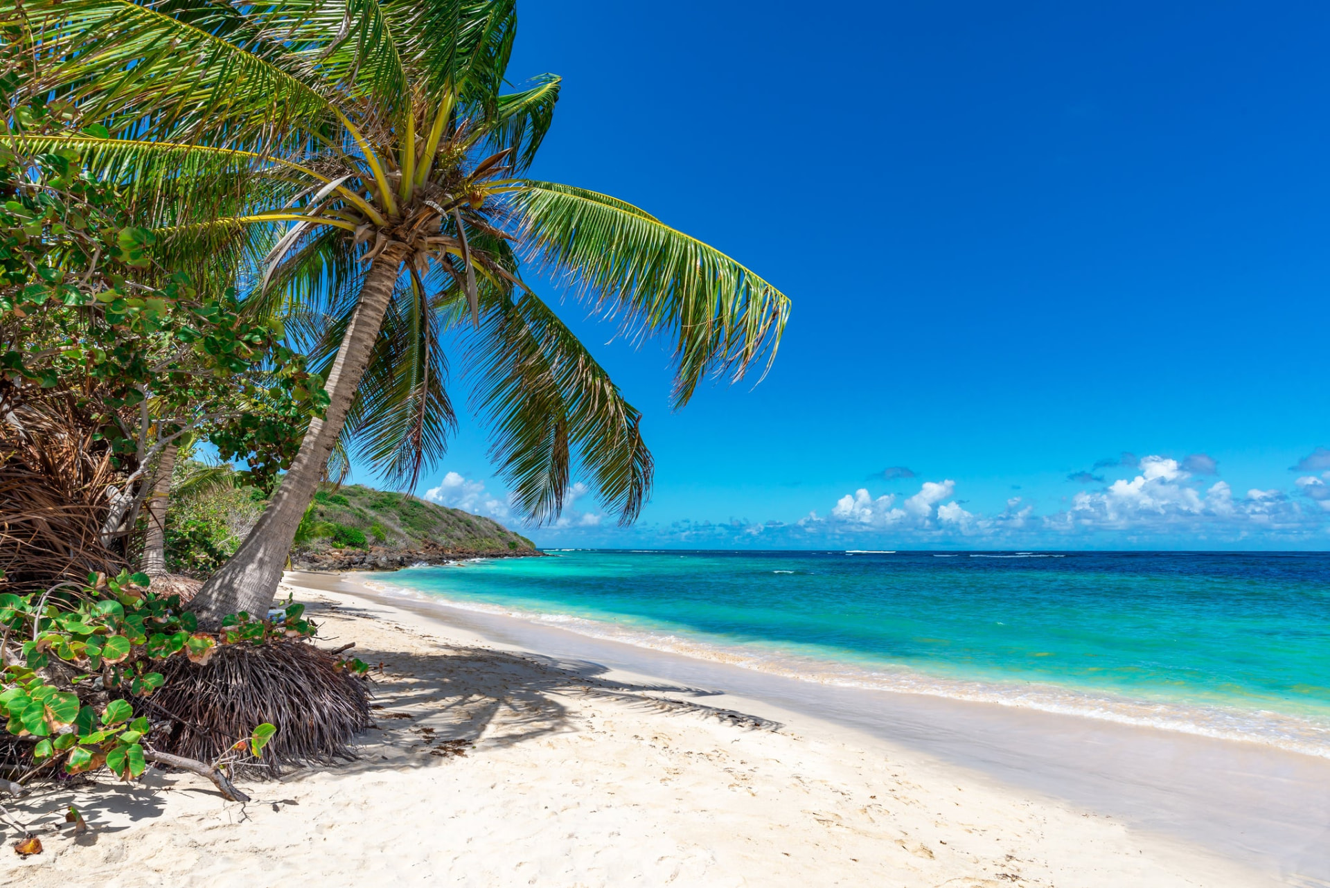 Palm trees on a tropical Florida beach
